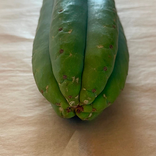 Tip of Scopulicola cactus cutting, Trichocereus scopulicola, showing its nearly spineless ribs