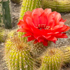 Red flowering torch cactus in bloom, Trichocereus hybrid grandiflorus group, mother plant