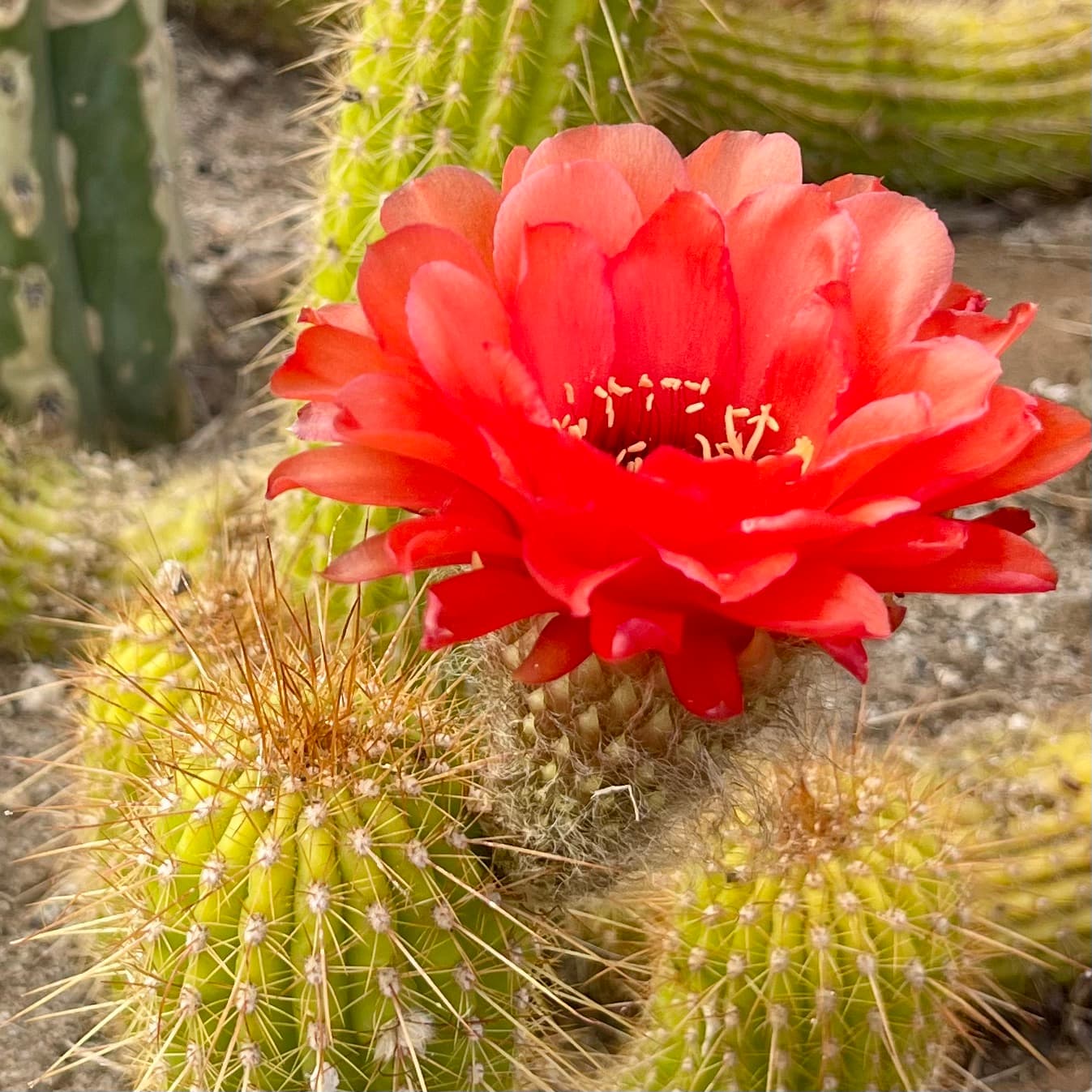 Red flowering torch cactus in bloom, Trichocereus hybrid grandiflorus group, mother plant