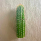 Yellow flowering torch cactus, Trichocereus hybrid grandiflorus group, 10 to 12 inch cutting