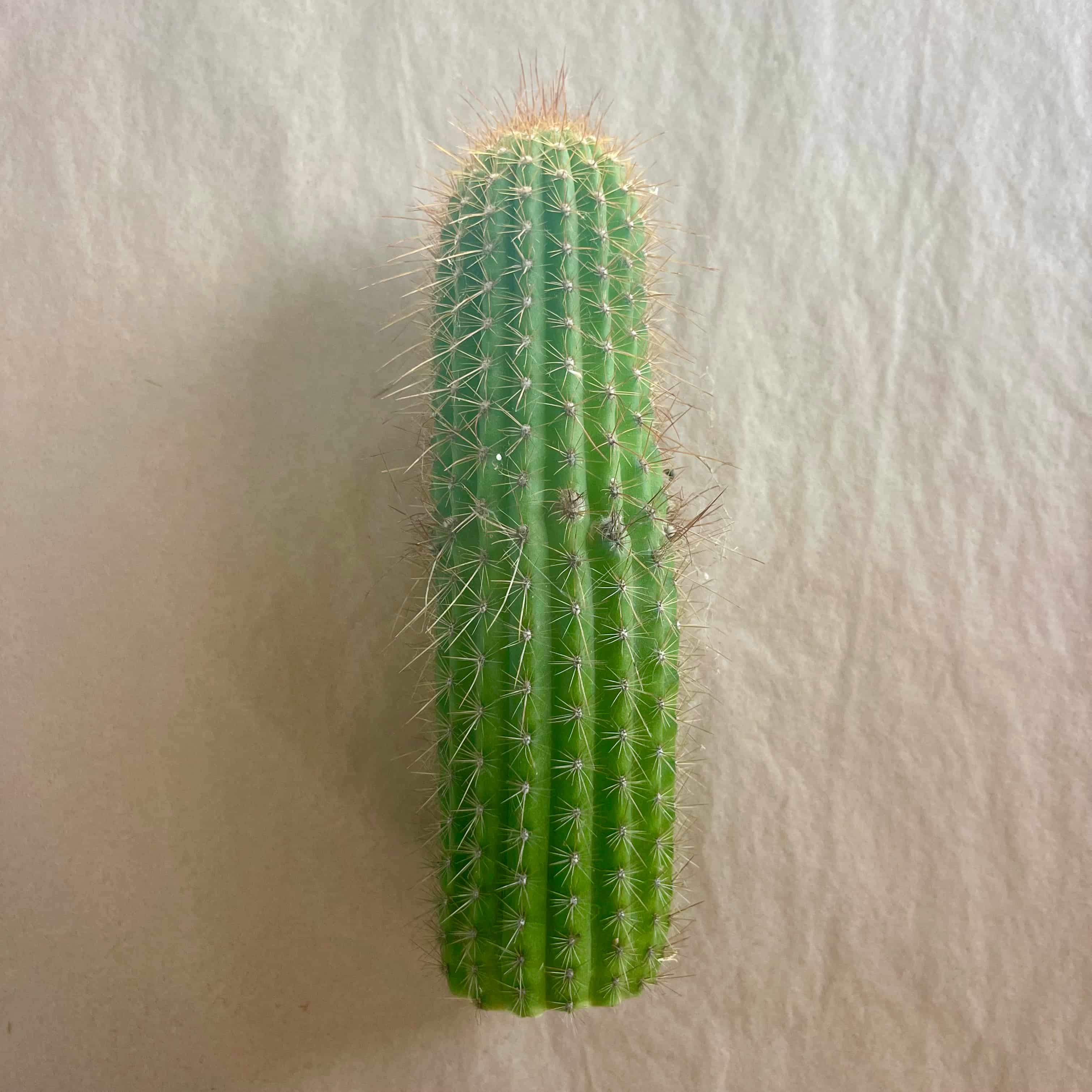 Yellow flowering torch cactus, Trichocereus hybrid grandiflorus group, 10 to 12 inch cutting