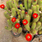 Red torch cactus flowers in bloom, Trichocereus hybrid grandiflorus group, mature mother plants