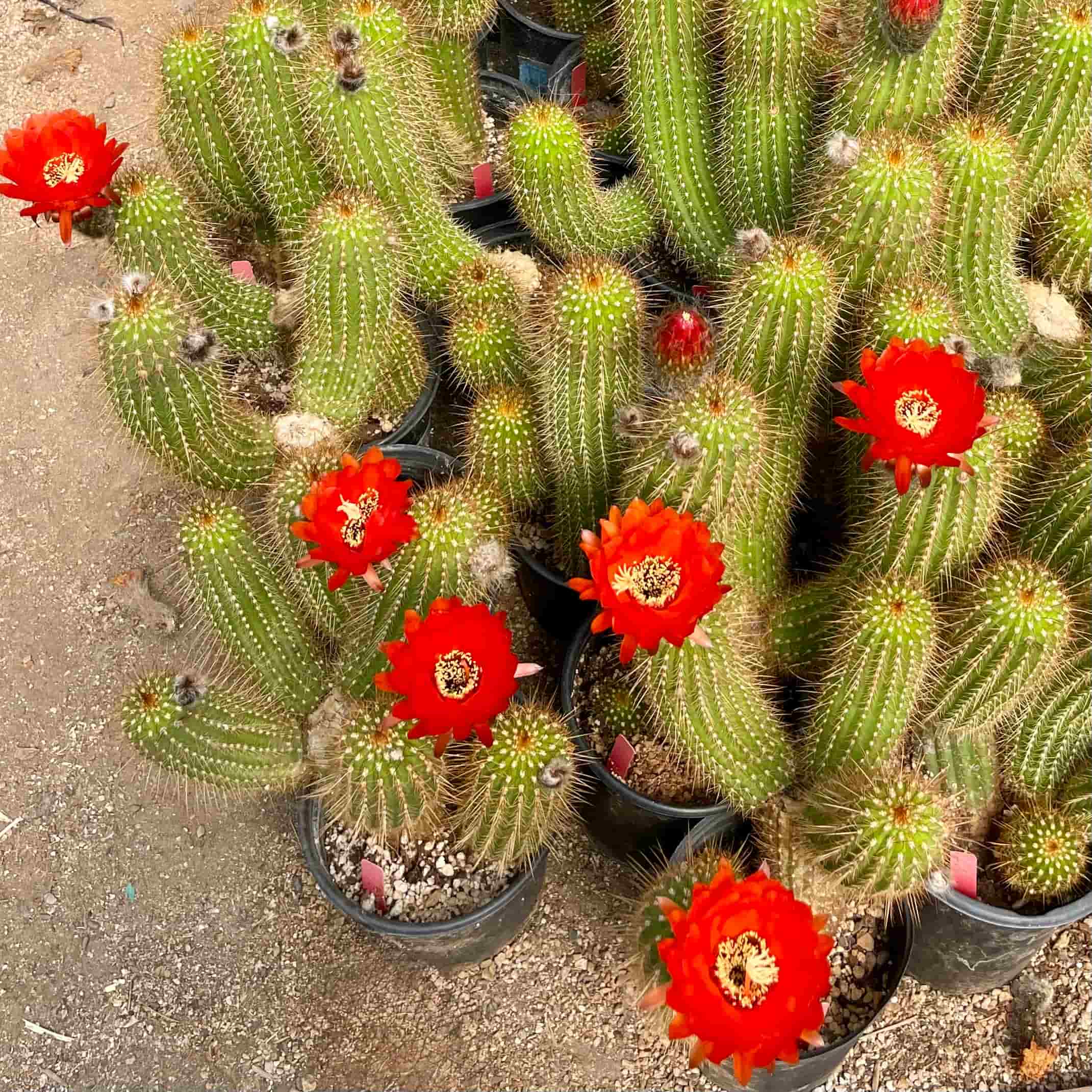 Red torch cactus flowers in bloom, Trichocereus hybrid grandiflorus group, mature mother plants
