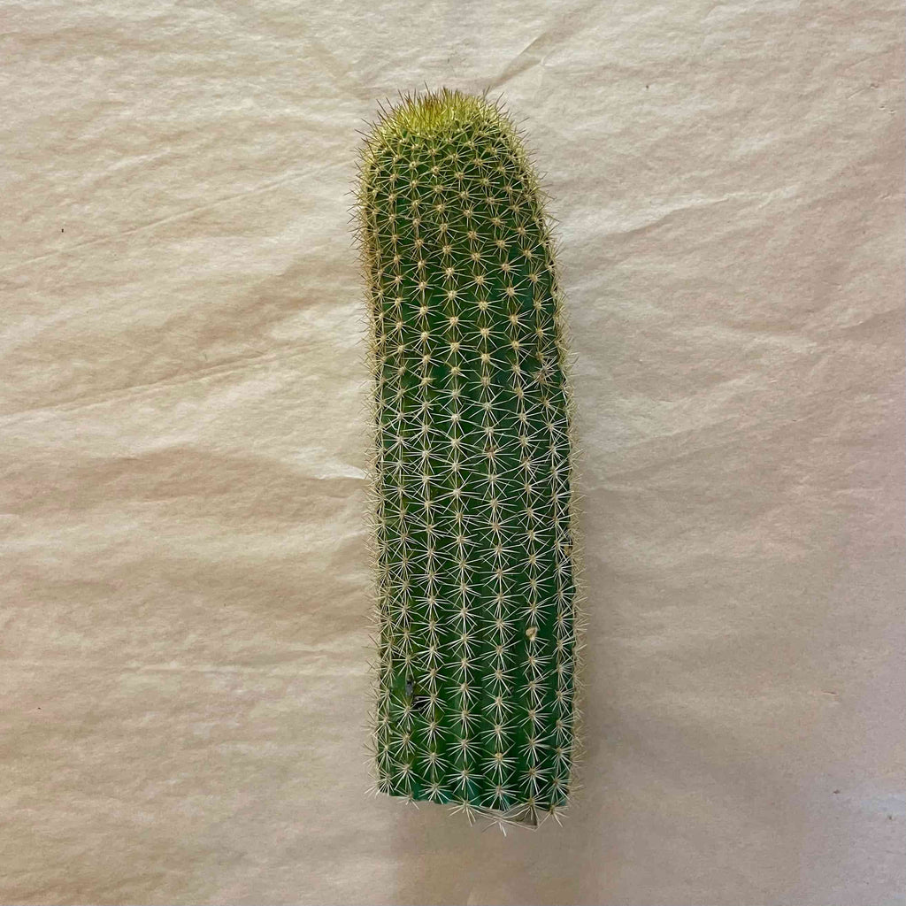 Red flowering torch cactus, Trichocereus hybrid grandiflorus group, 10 to 12 inch cutting