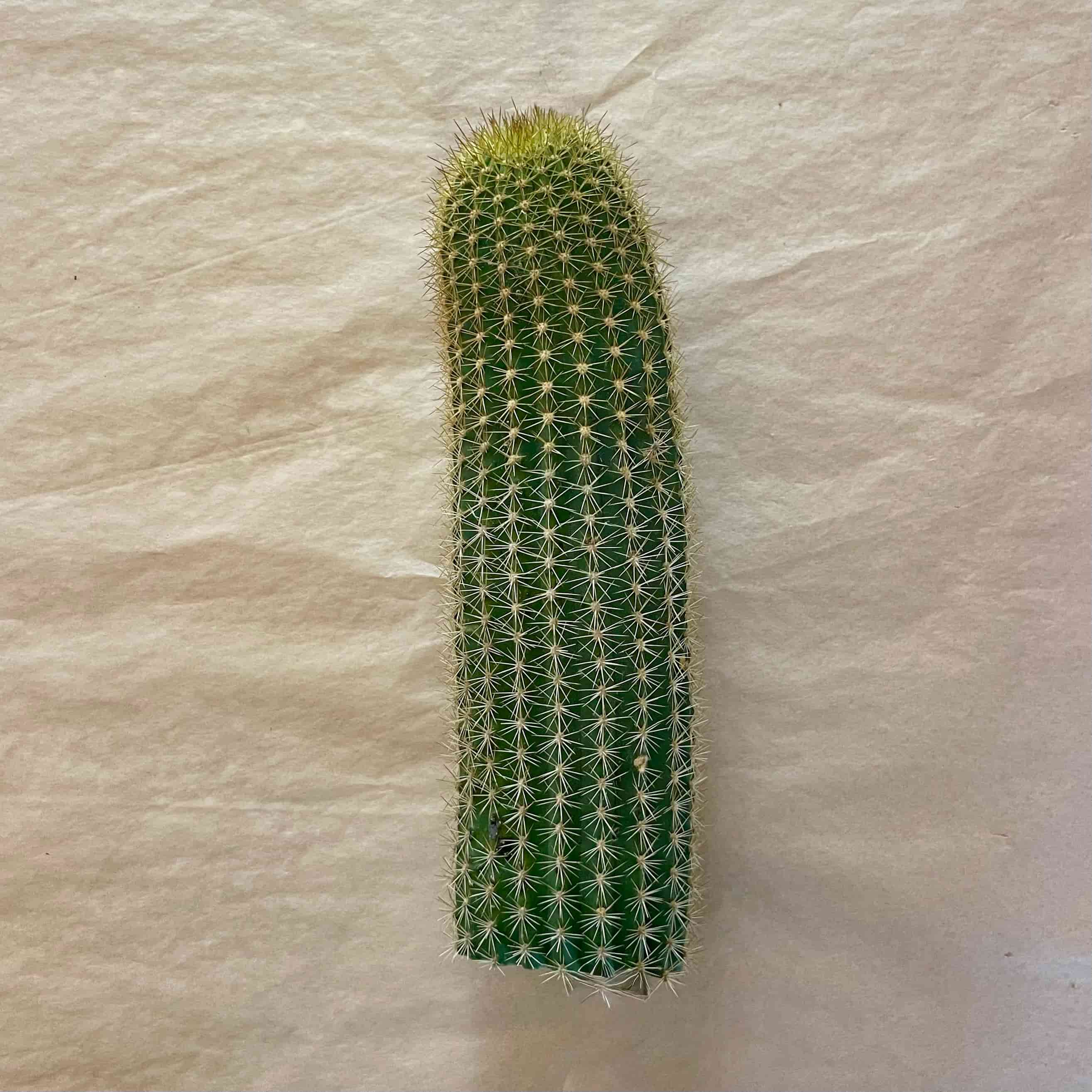 Red flowering torch cactus, Trichocereus hybrid grandiflorus group, 10 to 12 inch cutting