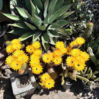Yellow torch cactus flowers massed in bloom, Trichocereus hybrid grandiflorus group, mature clump