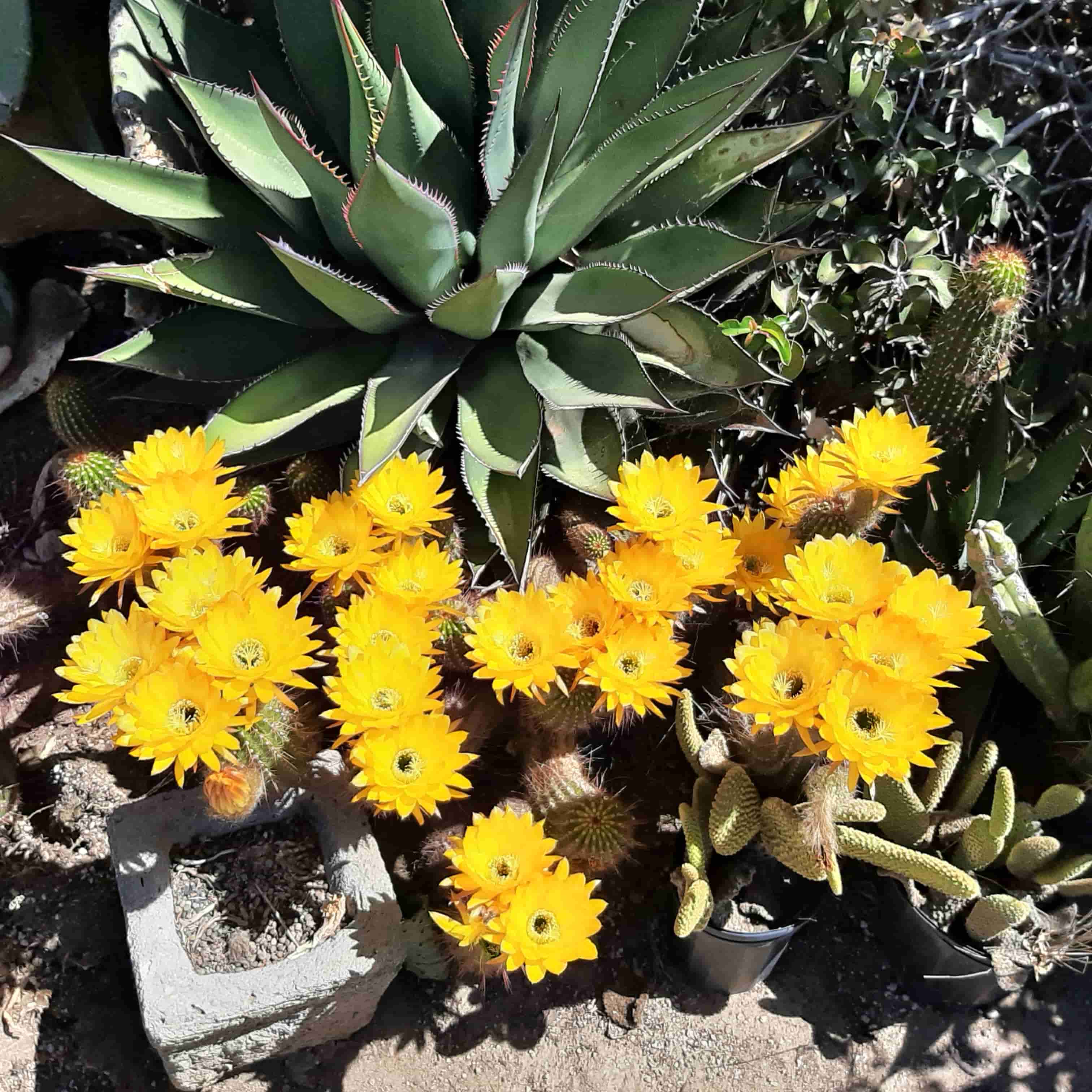 Yellow torch cactus flowers massed in bloom, Trichocereus hybrid grandiflorus group, mature clump
