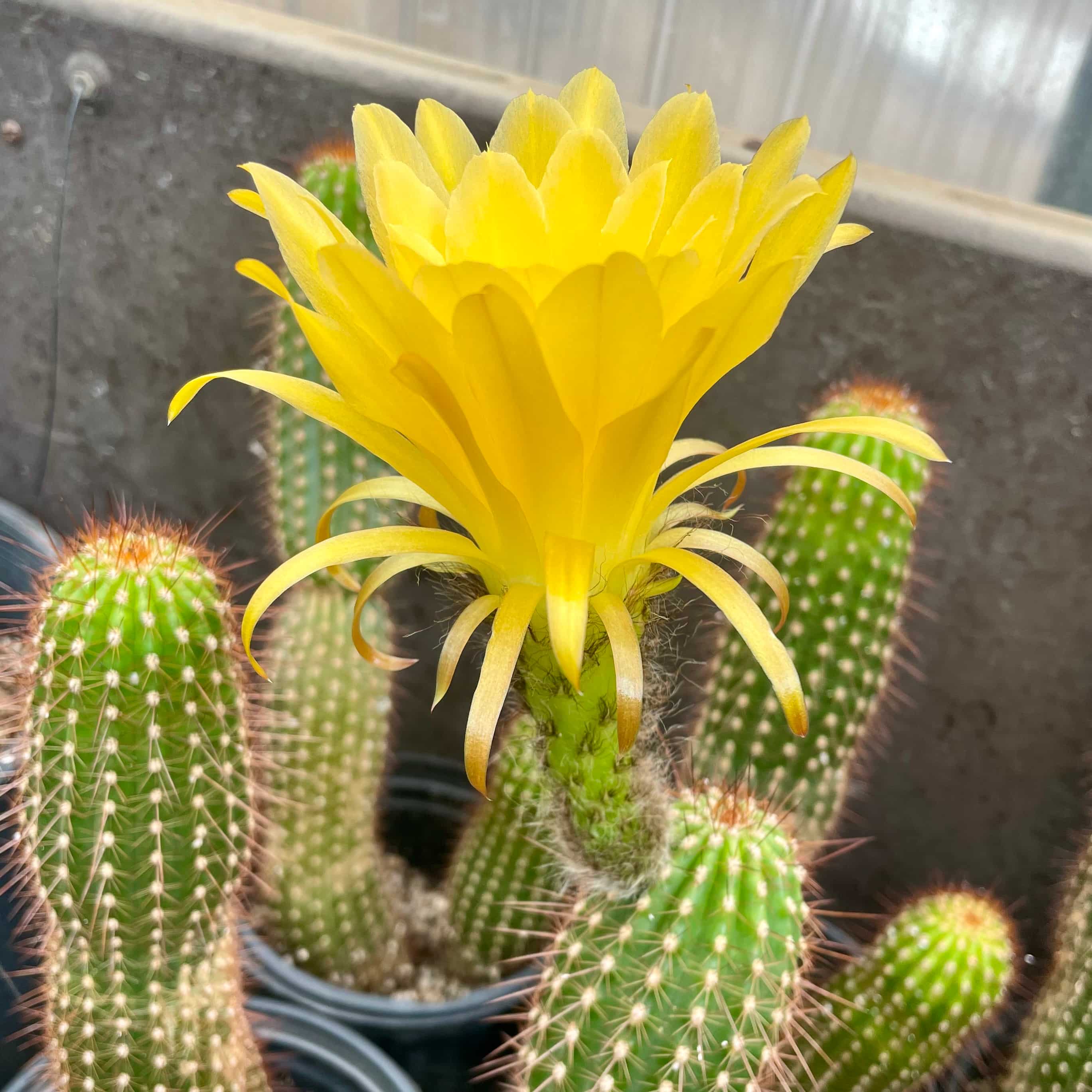 Yellow flowering torch cactus in bloom, Trichocereus hybrid grandiflorus group, mother plant